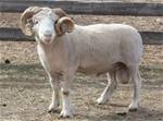 Coyote Acres Poorton 996G
